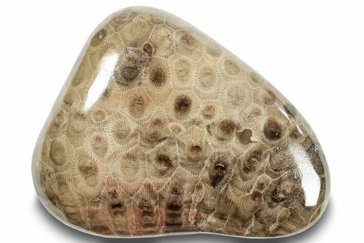 Polished Petoskey Stone (Fossil Coral) - Michigan #253661